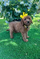 Elsie (micro mini), a female Goldendoodle for sale in Indianapolis, IN – 7 of 9