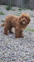 Oliver, a male Goldendoodle for sale in Indianapolis, IN – 3 of 3