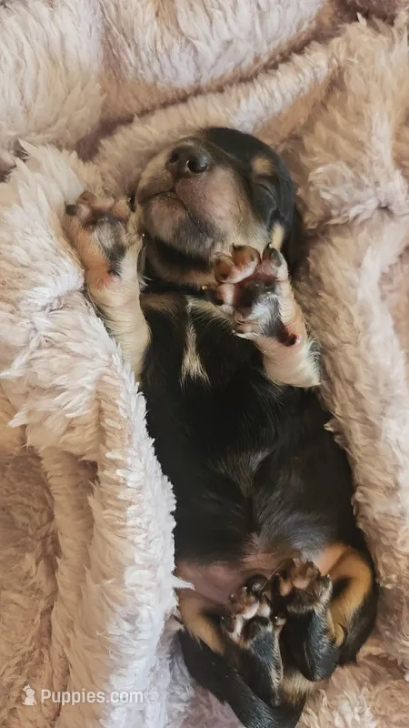 Sam – Miniature Dachshund puppy for sale in Waco, GA