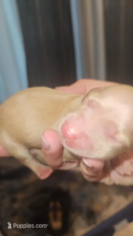 Butterball – Miniature Dachshund puppy for sale in Waco, GA