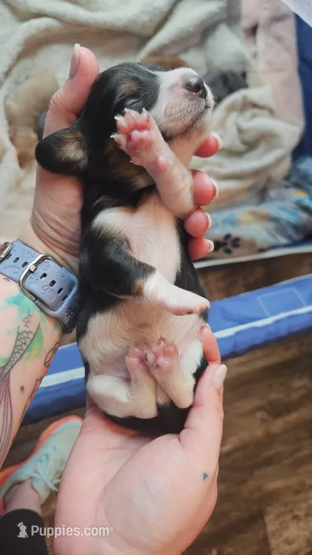 Dip stick – Miniature Dachshund puppy for sale in Waco, GA