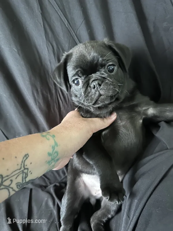 Ursula – Pug puppy for sale in Ironton, OH