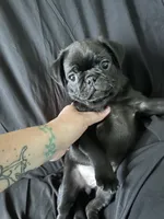 Ursula, a female Pug for sale in Ironton, OH – 1 of 1