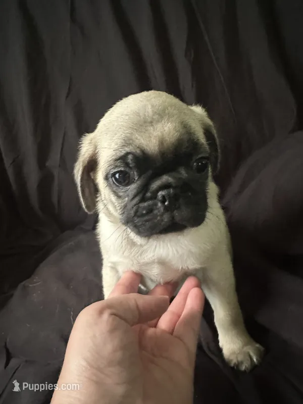 Big boy – Pug puppy for sale in Ironton, OH