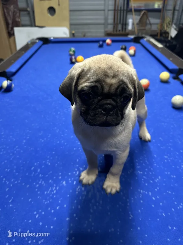 Brutus – Pug puppy for sale in Ironton, OH