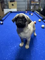 Brutus, a male Pug for sale in Ironton, OH – 3 of 3