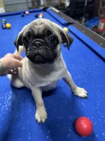 Brutus, a male Pug for sale in Ironton, OH – 2 of 3