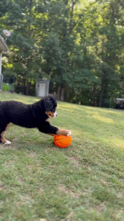 Rain, a female Bernese Mountain Dog for sale in Seneca, SC – 6 of 6