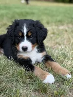Light pink, a female Bernese Mountain Dog for sale in Seneca, SC – Photo 3 of 4