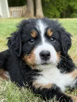 Light pink, a female Bernese Mountain Dog for sale in Seneca, SC – Photo 2 of 4