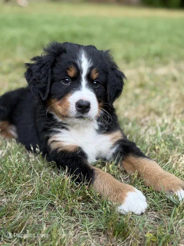 Light pink, a female Bernese Mountain Dog for sale in Seneca, SC – Photo 1 of 4