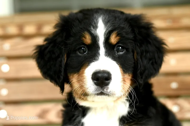 Light pink – Bernese Mountain Dog puppy for sale in Seneca, SC