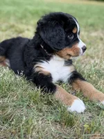 Light pink, a female Bernese Mountain Dog for sale in Seneca, SC – Photo 4 of 4