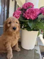 Yellow Boy, a male Goldendoodle for sale in Seneca, SC – Photo 3 of 4