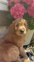Yellow Boy, a male Goldendoodle for sale in Seneca, SC – Photo 1 of 4