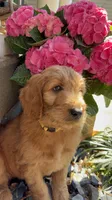 Yellow Boy, a male Goldendoodle for sale in Seneca, SC – Photo 2 of 4