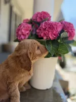 Yellow Boy, a male Goldendoodle for sale in Seneca, SC – Photo 4 of 4