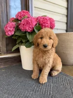 Black collar Boy, a male Goldendoodle for sale in Seneca, SC – Photo 3 of 3