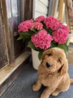 Black collar Boy, a male Goldendoodle for sale in Seneca, SC – Photo 1 of 3