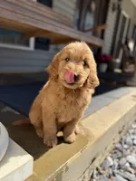 Black collar Boy, a male Goldendoodle for sale in Seneca, SC – Photo 2 of 3