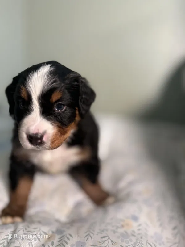 Duck Green collar – Bernese Mountain Dog puppy for sale in Seneca, SC