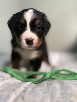 Duck Green collar, a male Bernese Mountain Dog for sale in Seneca, SC – Photo 2 of 2