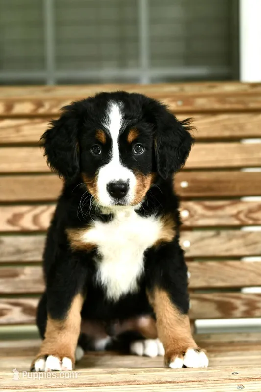 Duck Green collar – Bernese Mountain Dog puppy for sale in Seneca, SC