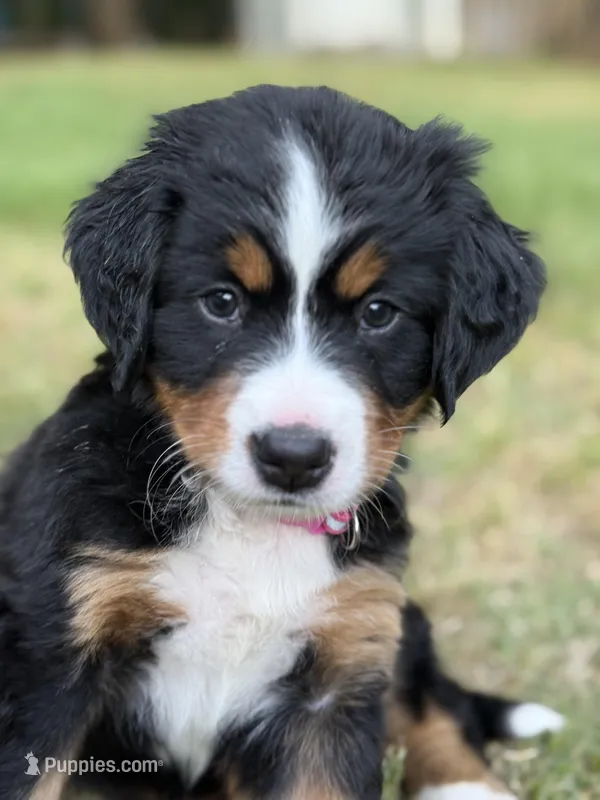 Hot pink – Bernese Mountain Dog puppy for sale in Seneca, SC