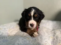 Hot pink, a female Bernese Mountain Dog for sale in Seneca, SC – Photo 2 of 4