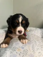 Hot pink, a female Bernese Mountain Dog for sale in Seneca, SC – Photo 3 of 4