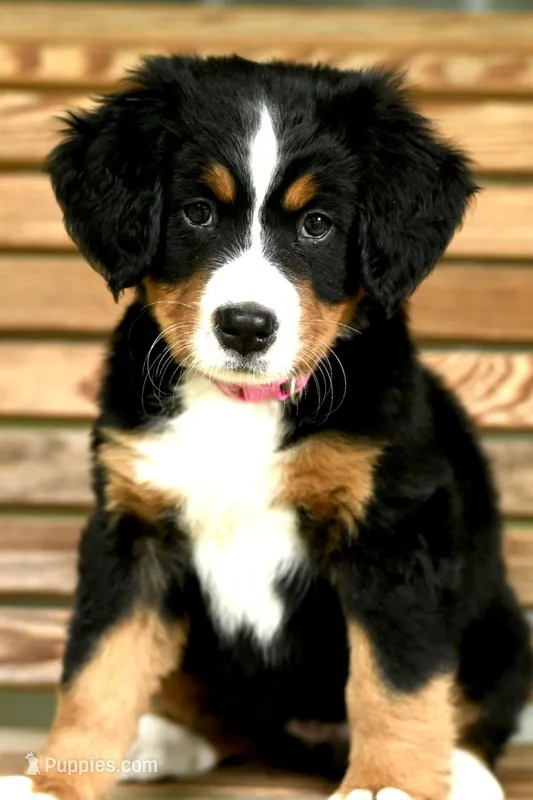 Hot pink – Bernese Mountain Dog puppy for sale in Seneca, SC