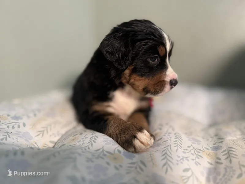 Hot pink – Bernese Mountain Dog puppy for sale in Seneca, SC
