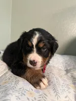 Hot pink, a female Bernese Mountain Dog for sale in Seneca, SC – Photo 4 of 4