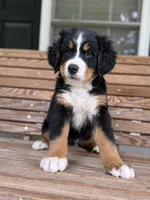 Sunshine, a female Bernese Mountain Dog for sale in Seneca, SC – 2 of 6