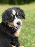 Rain, a female Bernese Mountain Dog for sale in Seneca, SC – 4 of 6