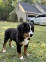 Sunshine, a female Bernese Mountain Dog for sale in Seneca, SC – 3 of 6
