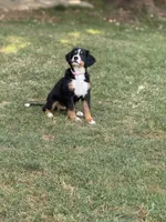 Sunshine, a female Bernese Mountain Dog for sale in Seneca, SC – 5 of 6