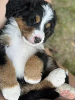 Sofia, a female Bernese Mountain Dog for sale in Seneca, SC – 2 of 4