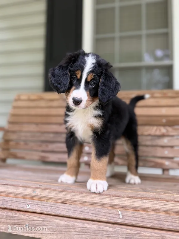 Sofia – Bernese Mountain Dog puppy for sale in Seneca, SC