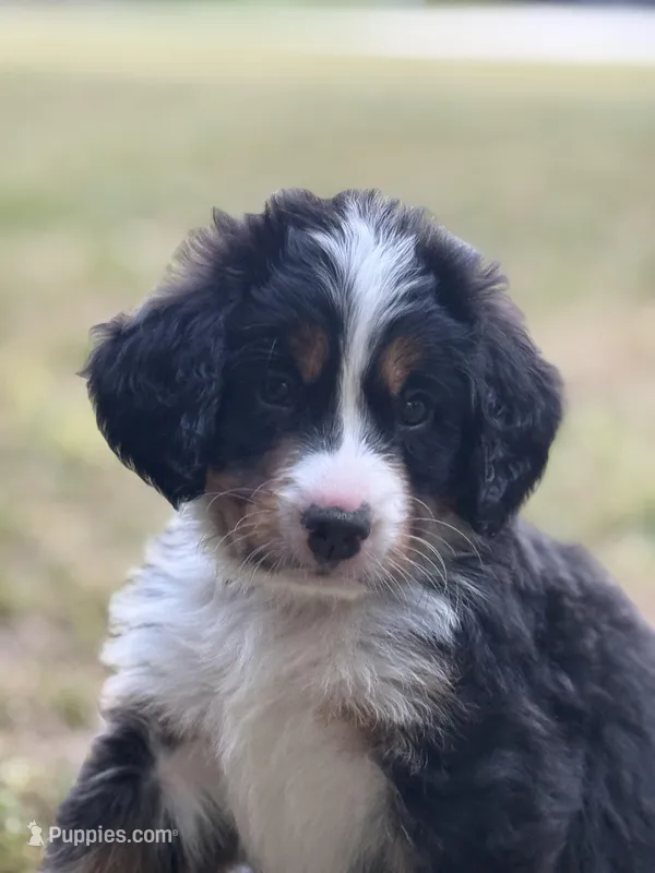 Sofia, a female Bernese Mountain Dog for sale in Seneca, SC – 1 of 4