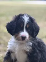 Sofia, a female Bernese Mountain Dog for sale in Seneca, SC – 1 of 4