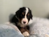 Purple Girl, a female Bernese Mountain Dog for sale in Seneca, SC – Photo 2 of 3