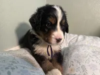 Purple Girl, a female Bernese Mountain Dog for sale in Seneca, SC – Photo 3 of 3