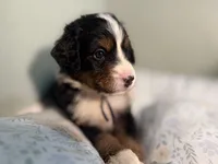 Purple Girl, a female Bernese Mountain Dog for sale in Seneca, SC – Photo 1 of 3