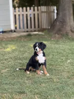 Sunshine, a female Bernese Mountain Dog for sale in Seneca, SC – 4 of 6