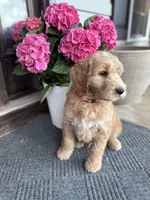 Orange Boy, a male Goldendoodle for sale in Seneca, SC – Photo 3 of 3