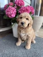 Orange Boy, a male Goldendoodle for sale in Seneca, SC – Photo 2 of 3