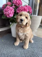 Orange Boy, a male Goldendoodle for sale in Seneca, SC – Photo 1 of 3