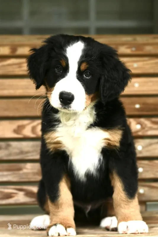 Blue jay blue collar – Bernese Mountain Dog puppy for sale in Seneca, SC