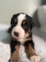 Blue jay blue collar, a male Bernese Mountain Dog for sale in Seneca, SC – Photo 3 of 3